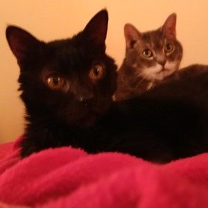 Meet your Posher, Luxcats77